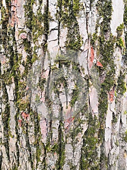 Mossy bark of an old oak tree, forming a beautiful pattern. Wild green moss grow on bark tree in the forest