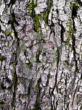 Mossy bark of an old oak tree, forming a beautiful pattern. Wild green moss grow on bark tree in the forest.