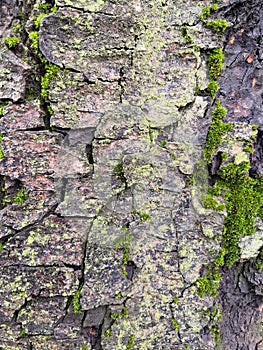 Mossy bark of an old oak tree, forming a beautiful pattern. Wild green moss grow on bark tree in the forest.