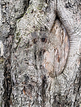 Mossy bark of an old oak tree, forming a beautiful pattern. Wild green moss grow on bark tree in the forest.