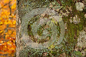 Mossy beech tree bark closep, autumnal foliage on background