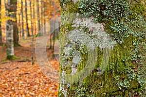 Mossy beech tree bark closep, autumnal forest on background