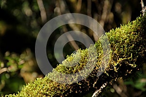 Mossy Branch