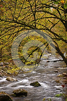 Mossy Branch Overhanging River in Smokies