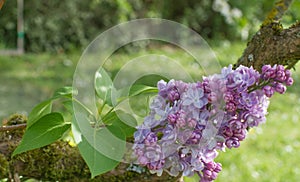 Mossy branch of purple lilac over sunny green foliage background