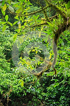 Mossy branch in rainforest