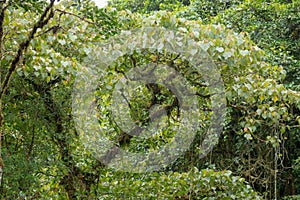 Mossy branch in rainforest