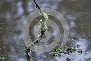 mossy branch standing upright in a swampy area flooded