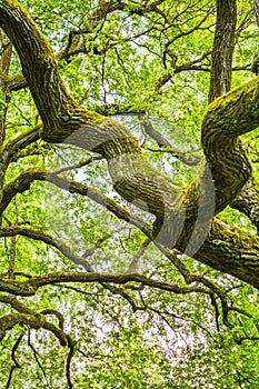 Mossy branches of mighty ancient oak tree, summer forest. Oak bark covered moss