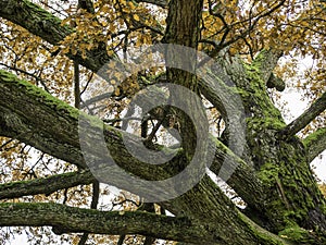 Mossy branches of an old oak tree