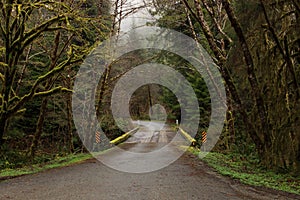 Mossy bridge surrounded by a foggy forest with conifers, maples, and alders