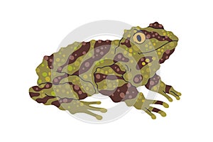 Mossy bug-eyed tree frog. Treefrog, green amphibian reptile. Moss animal with parotoid glands, stripes. Vietnamese