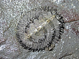 Mossy Chiton (Mopalia moscosa) photo