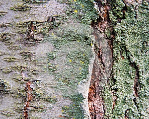 Mossy cracked bark of an old cherry tree.