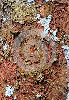 Mossy crusted bark