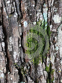 Mossy crusted bark