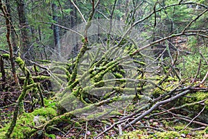 Mossy dead tree