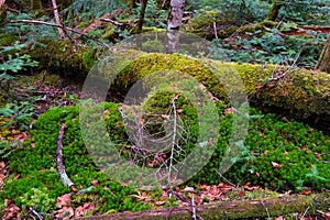 Mossy Fallen Tree