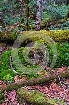 Mossy Fallen Tree