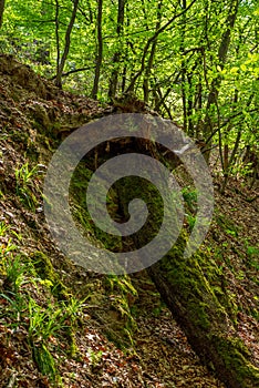 Mossy, fallen tree on a slope in the green forest