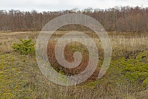 Mossy field and birch forest on Pakri Peninsula, Paldiski, Estonia