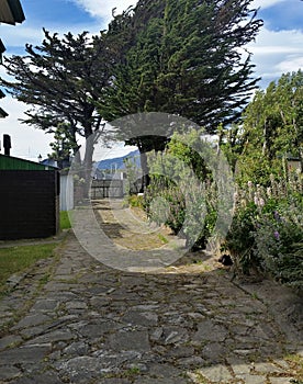 Mossy flower-lined flagstone alley with wind-tossed trees in Puerto Natales, Patagonia Chile