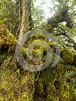 Mossy forest Cameron highlands Malaysia