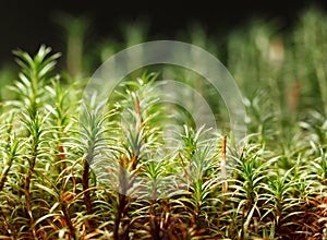 Mossy forest floor