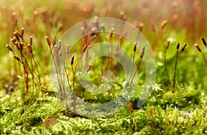 Mossy forest floor macro