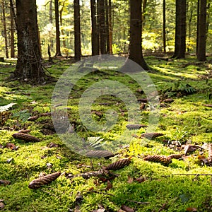 Mossy forest floor