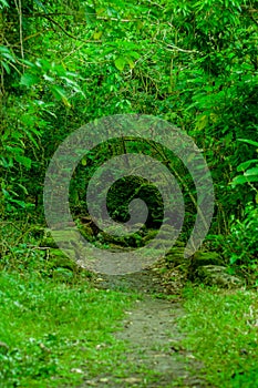 Mossy forest in floreana island galapagos