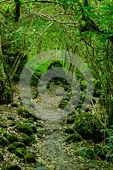 Mossy forest in floreana island galapagos