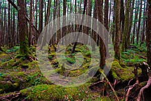 Mossy Forest of Mt.YATSUGATAKE