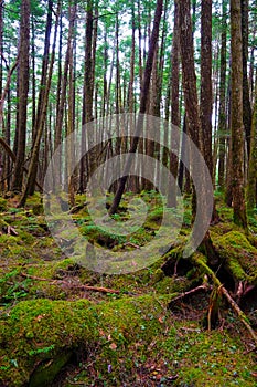 Mossy Forest of Mt.YATSUGATAKE