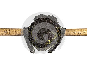 Mossy frog on white background