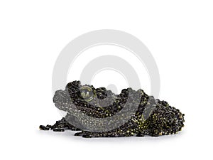 Mossy frog on white background