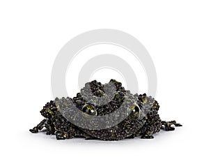 Mossy frog on white background