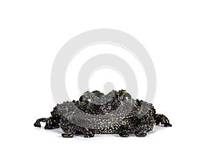 Mossy frog on white background