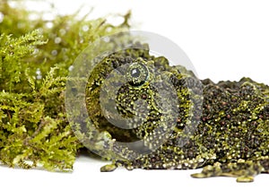 Mossy Frog next to Moss, Theloderma corticale