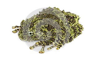 Mossy Frog, Theloderma corticale
