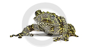 Mossy frog, Theloderma corticale, isolated