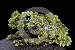 Mossy frog (Theloderma corticale)