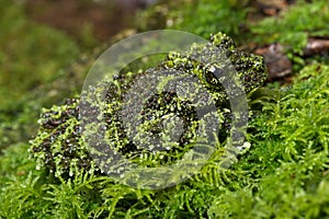 Mossy Frog (Theloderma Corticale)