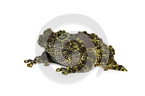 Mossy Frog on white background