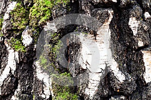 Mossy and gnarly bark on old trunk of birch tree