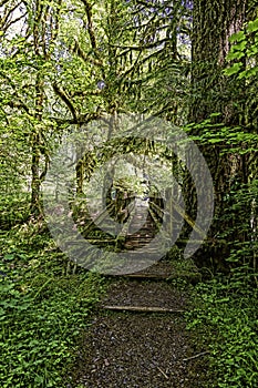 Mossy green walking path in the woods