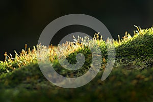 Mossy hillock on forest floor