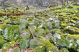 Mossy hillside with large boulders