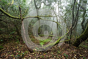 Mossy, humid forest enveloped in fog.