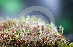 Mossy hummock after rain